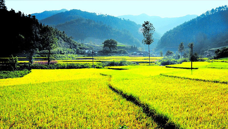 田红旗委员——破解“垃圾围村”顽疾建设美丽乡村