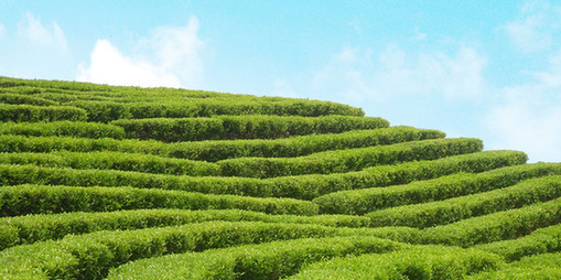 今年福建省将建设8万亩生态茶园