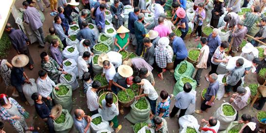 “福鼎白茶”进入夏秋盛产期 品质好茶农不愁卖