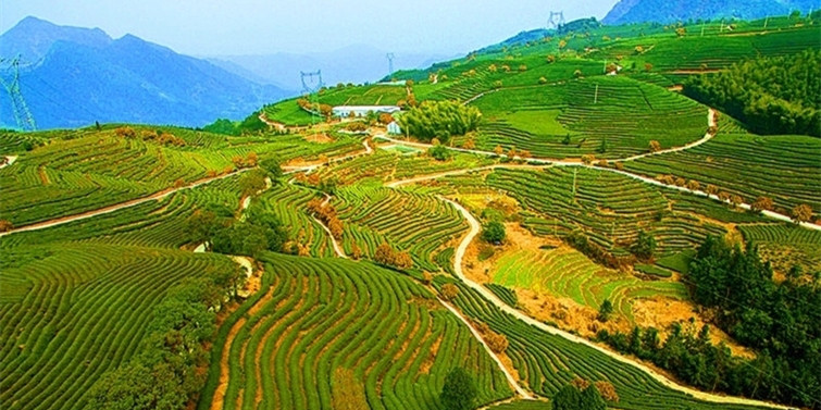 航拍福建宁德千亩茶园 早春美景如画卷