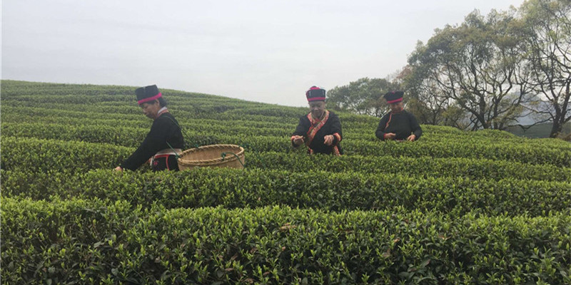 大不同茶叶示范基地直击 畲族妇女采茶忙