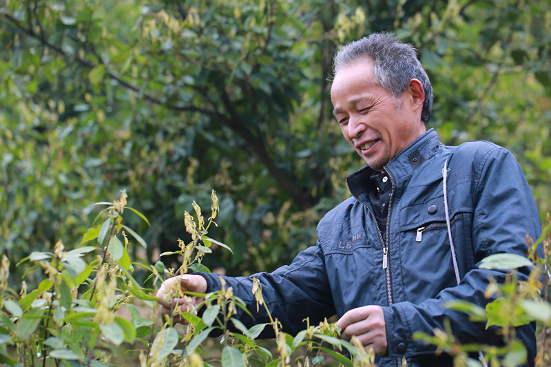 【记忆乡愁】芷江野生甜茶"观音菩萨"赐给侗民的神茶