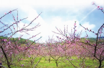 莫负春光丨看，油菜花与桃花“打擂台”