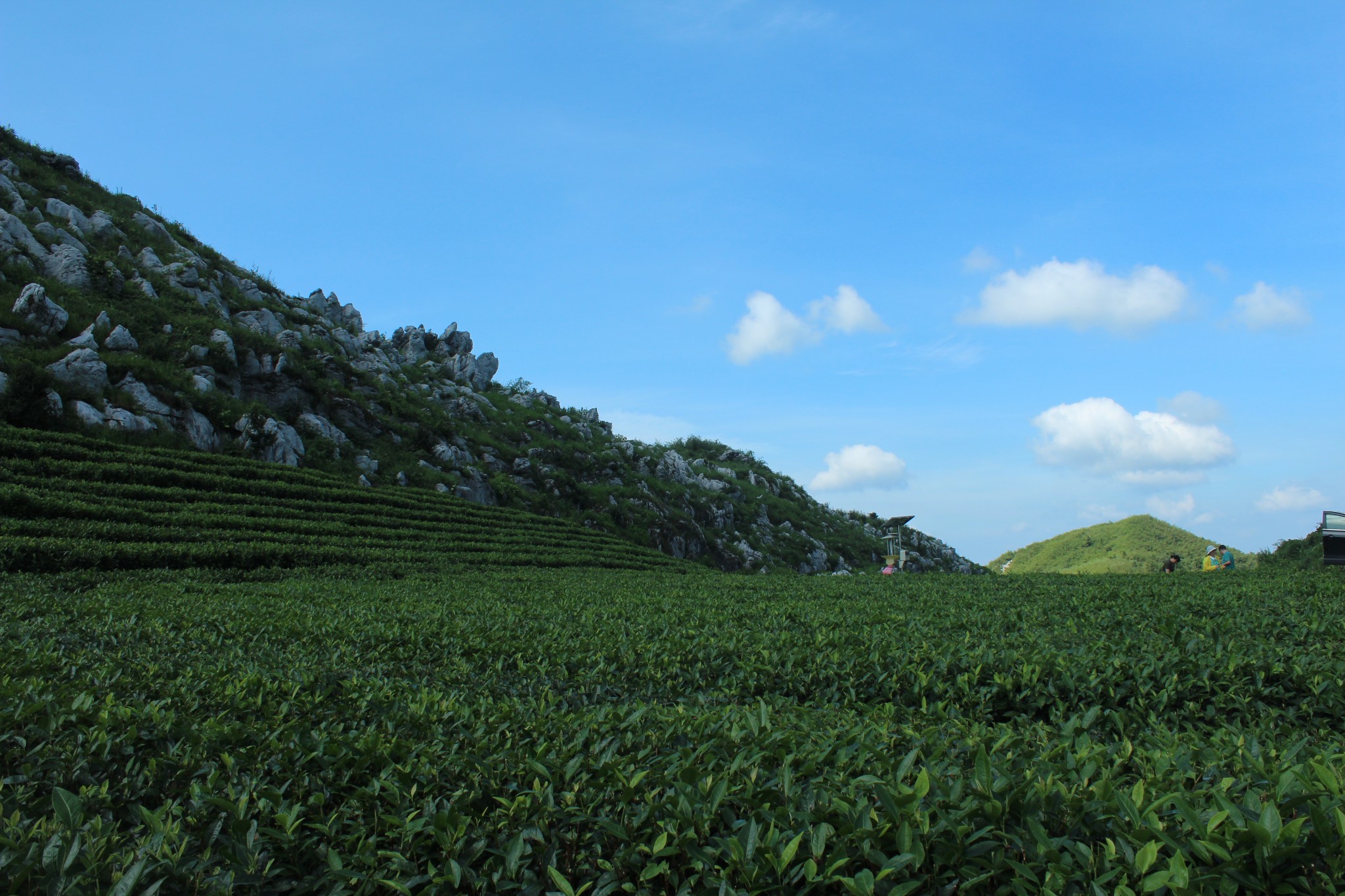 快来安化"黑茶最美生态茶园"撩茶