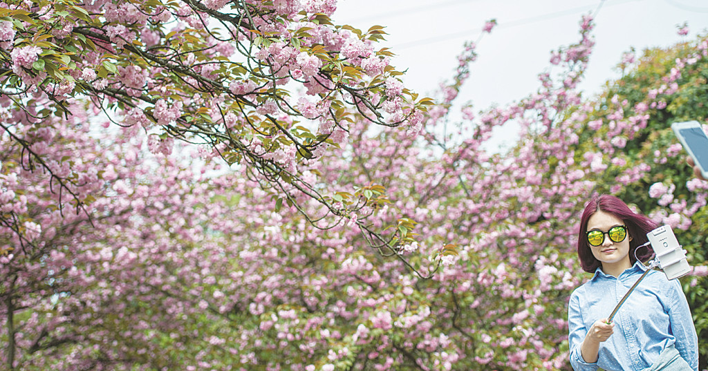 目前,石峰公园樱花盛开,昨日一位女士在树下自拍(记者 汪成 摄)