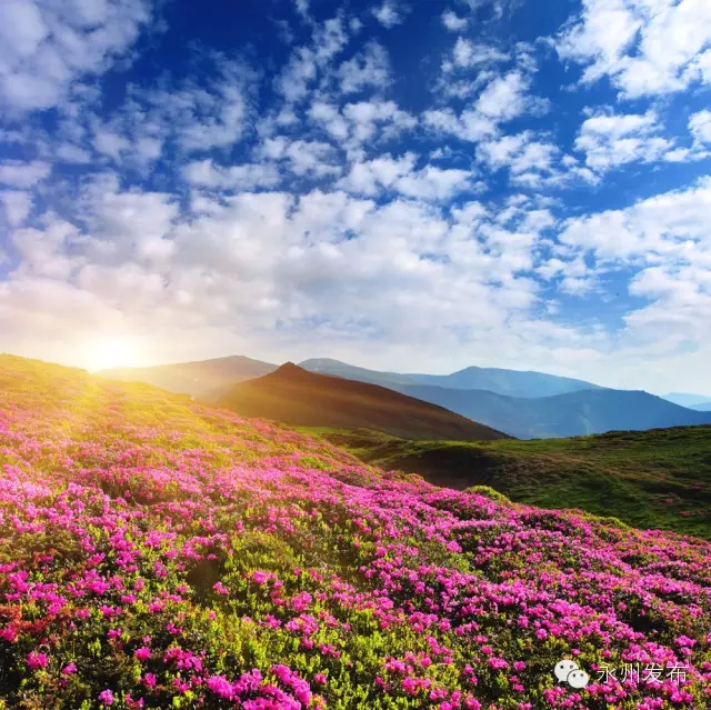 永州杜鹃花海图片