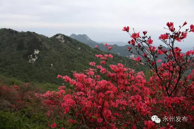 永州杜鹃花海图片