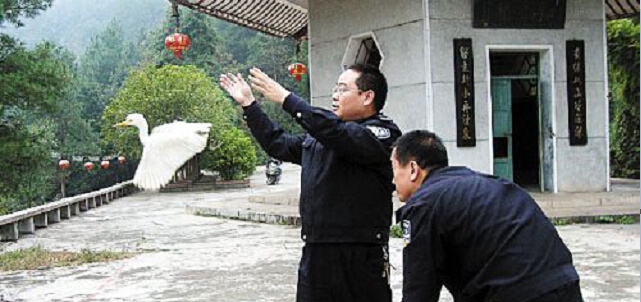 炎陵丨请让鸟儿自由飞翔