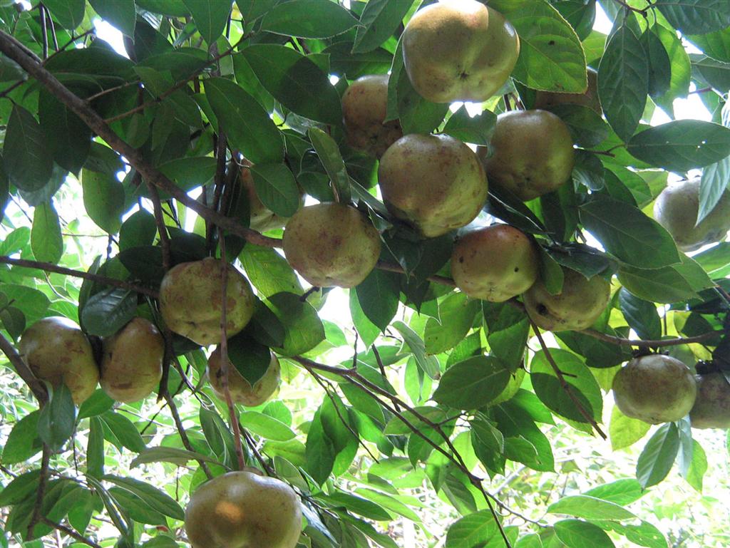 662家衡阳油茶企业逐一过筛