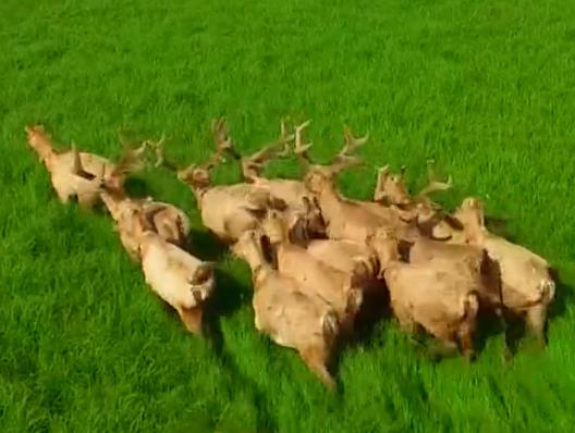 视频：洞庭拍到14头麋鹿