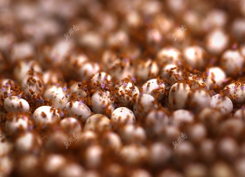 湖南省天敌繁育中心,寄生在柞蚕卵内的赤眼蜂.赤眼蜂身体很小,只有0.