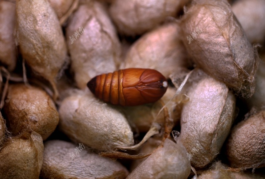 工作人员将柞蚕卵取出准备做实验.