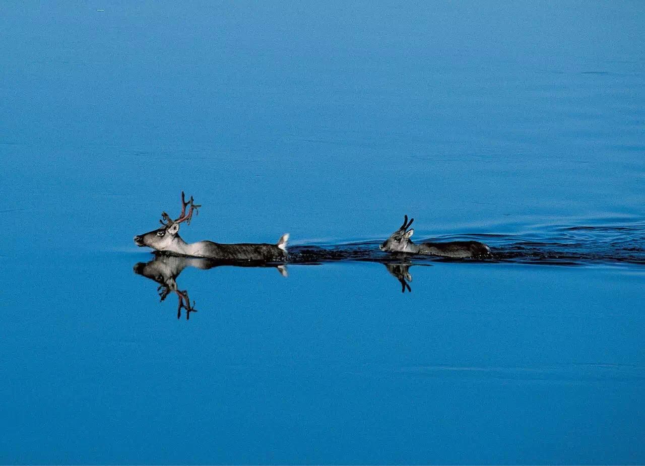 拍极地的摄影师很多,只有他成了传奇