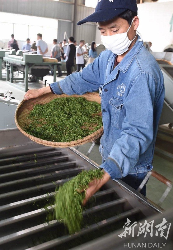 茶农在"中国名茶之乡"石门县雁池乡有机茶加工厂利用现代化生产线制茶