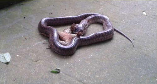 蛇开始吞吃青蛙当日,石马公园主游道通往儿童游泳池的转弯处围了一群