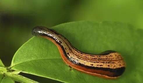 小心丨这虫可致命!请牢记这些咬伤急救知识