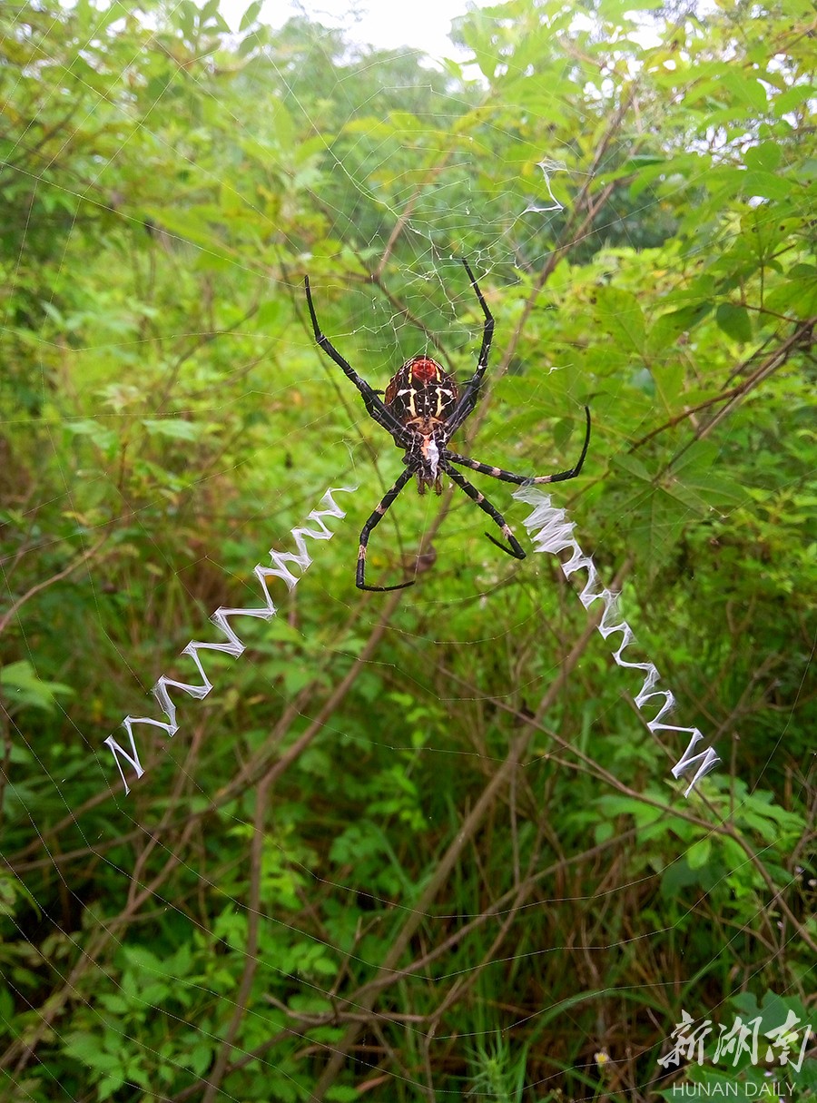 神奇,山间蜘蛛也"上网"!