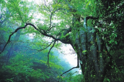 择一处避暑胜地度夏（上）