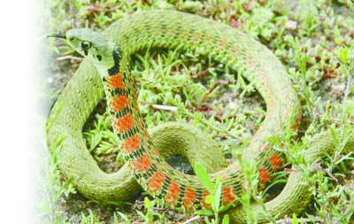 虎斑颈槽蛇("野鸡项") 资料图片原标题:"野鸡项"窜出 一口咬伤游客脚