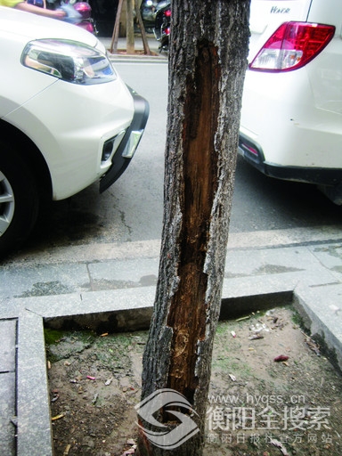 居民致电本报热线8611110反映,白蚁在行道香樟啃出了高约3米的"蚁路"