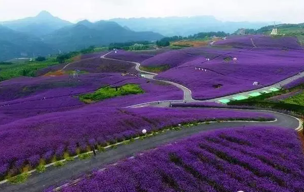 无人机航拍花海,空中感受不一样的姹紫嫣红