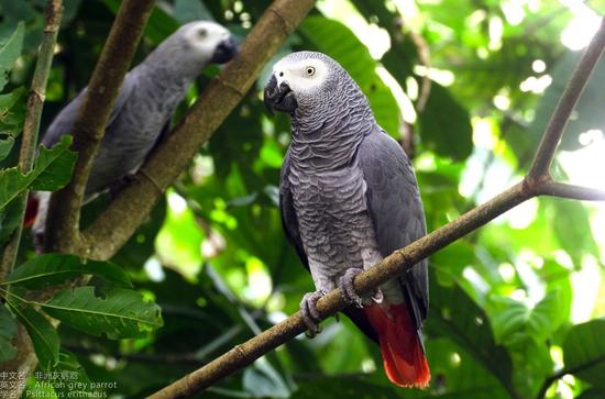 资料图:非洲灰鹦鹉