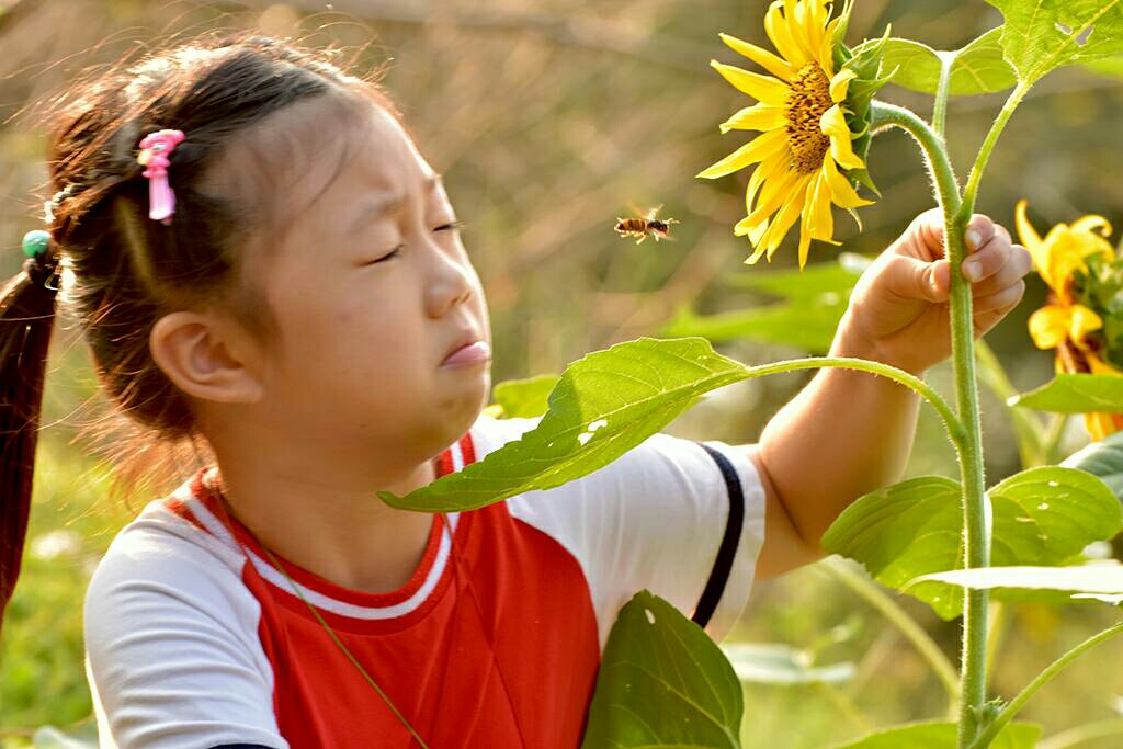赏花遇"袭" 蜜蜂来了