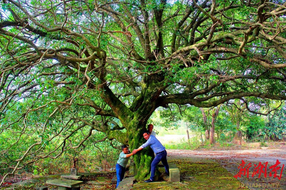 千年古桂,花开两色