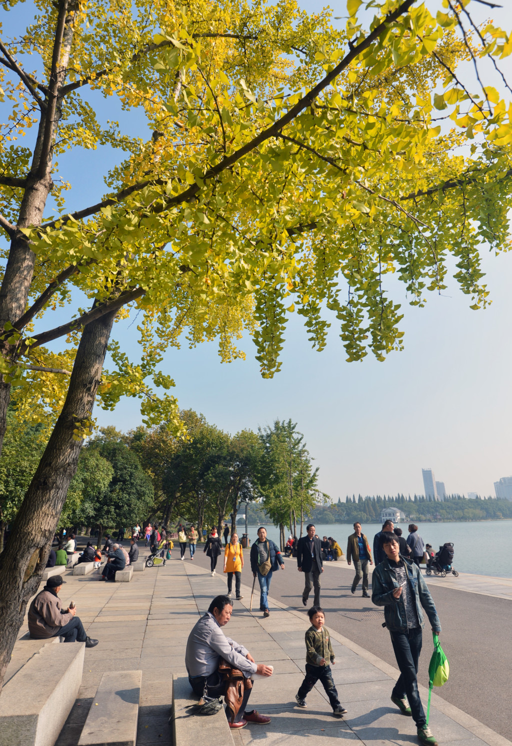 长沙周末天气好 观赏银杏正当时