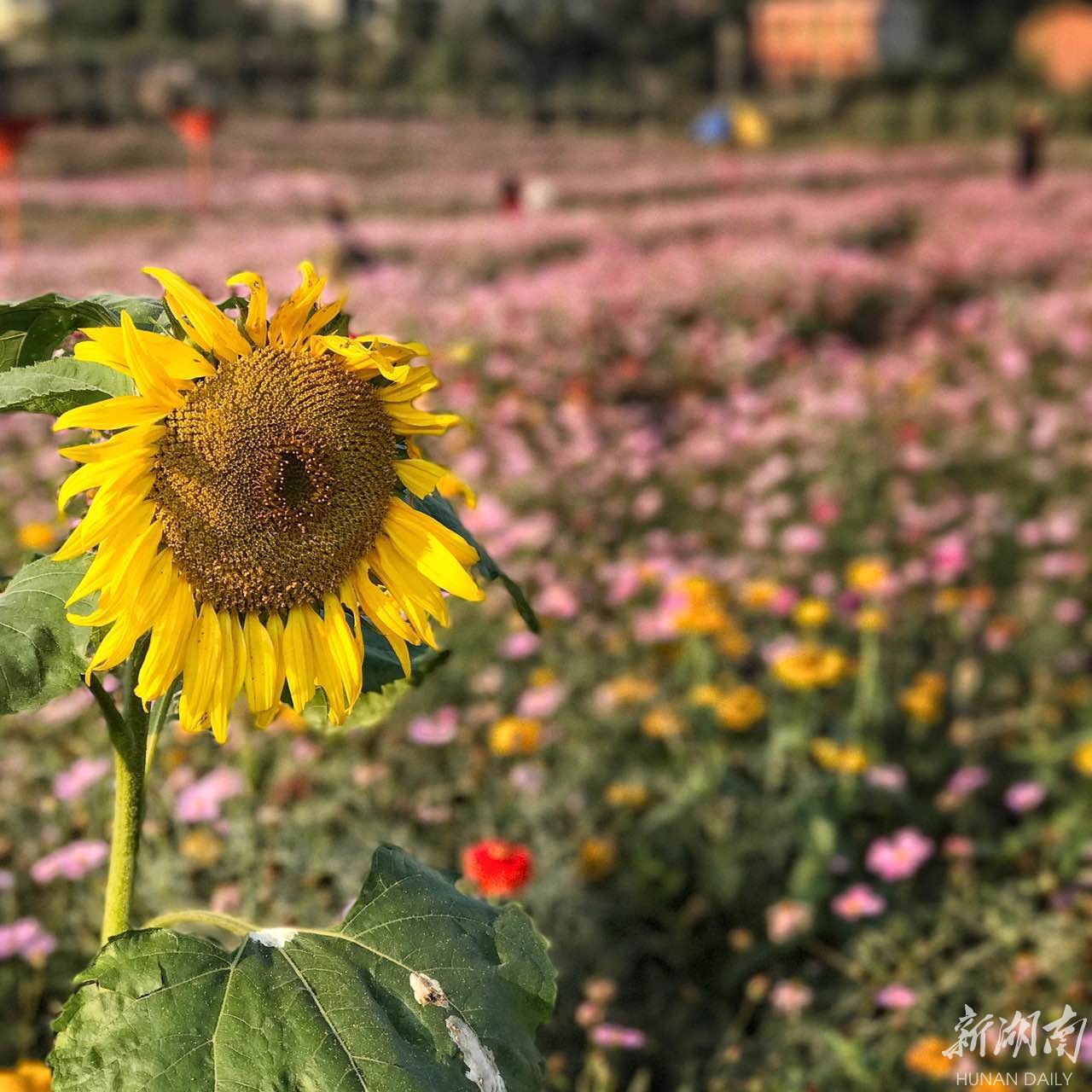 雨母山花海图片