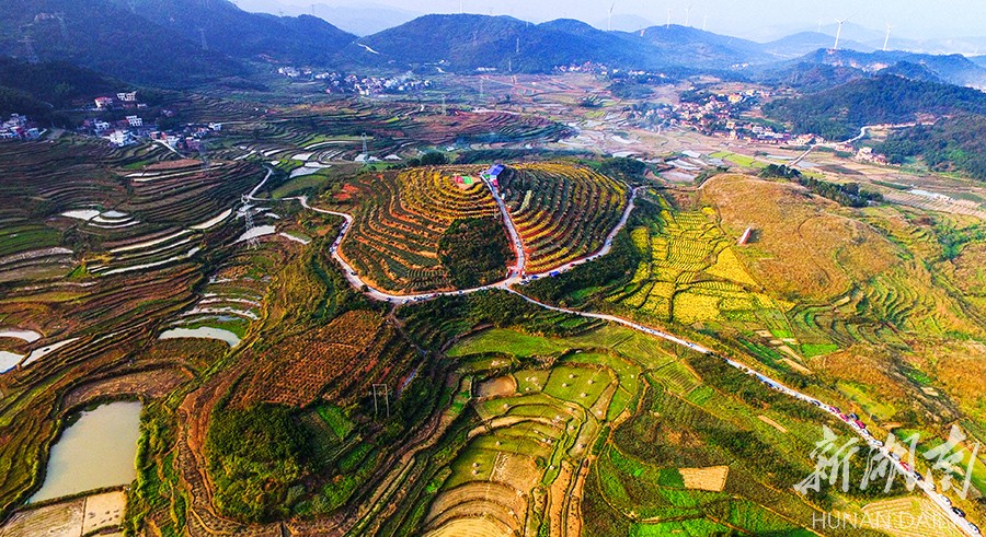 郴州:种植高山菊探索高寒山区致富新路