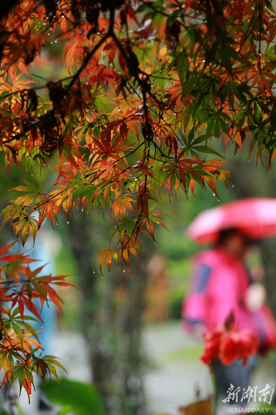 雨中赏秋