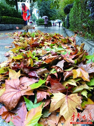 11月22日,长沙市蔡锷路上,一名环卫工在清扫大风吹落的树叶.