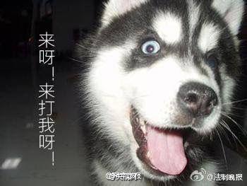 醉酒男子听到狗吠打110我都报警了你还敢叫