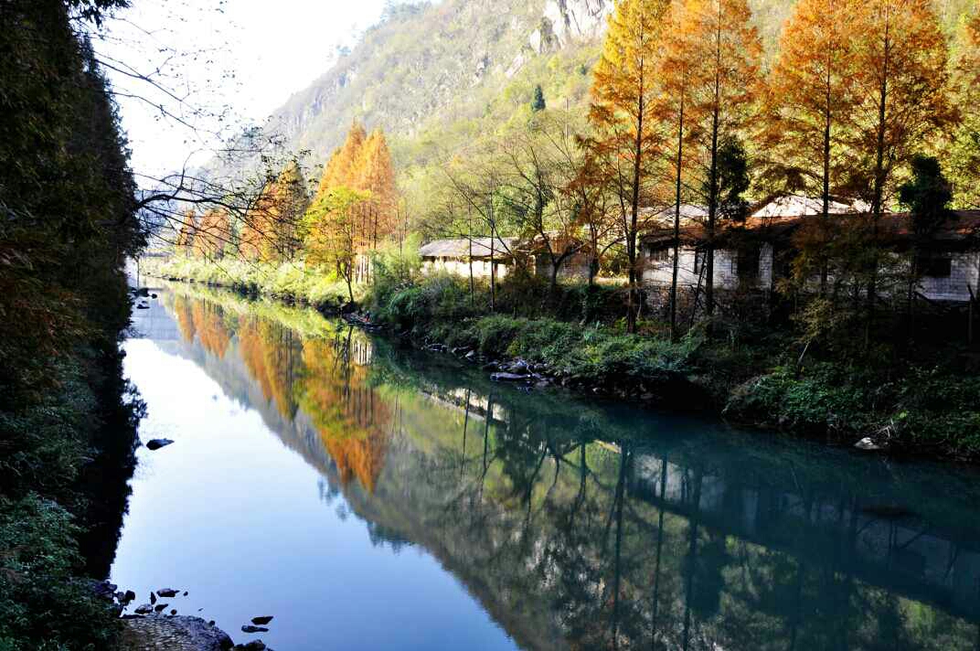 11月27日,暖阳温婉,凤凰县长潭岗风光带红杉树干通直挺拔,高大秀颀