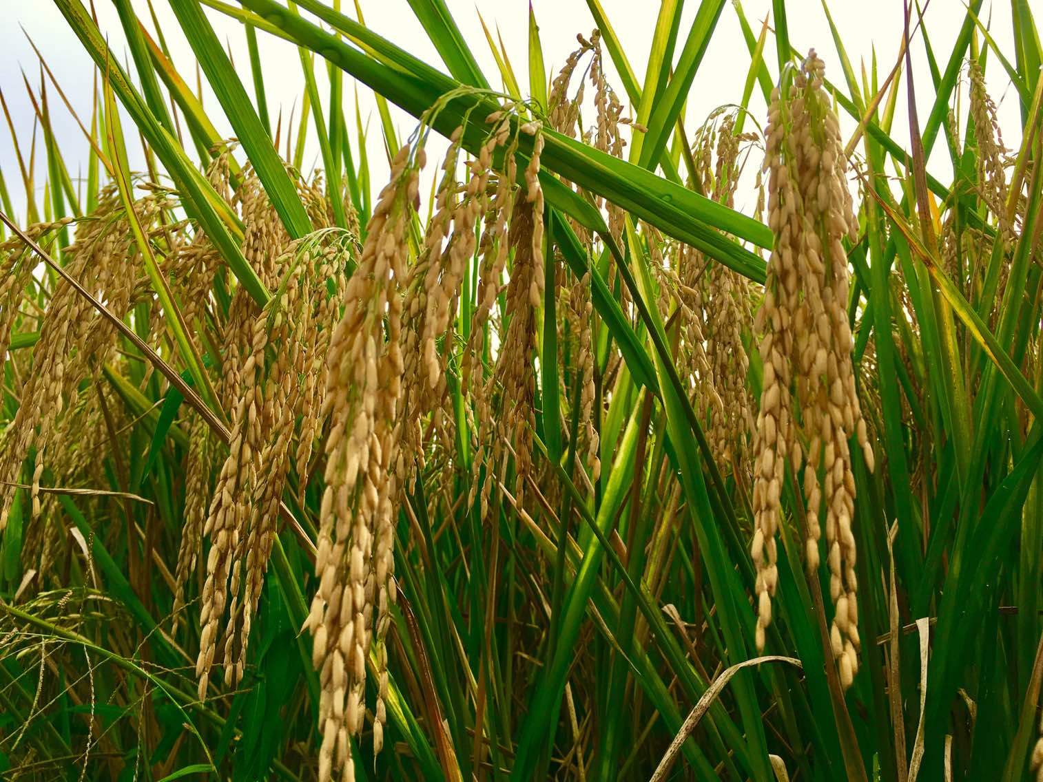 幸福村的谷子黄了