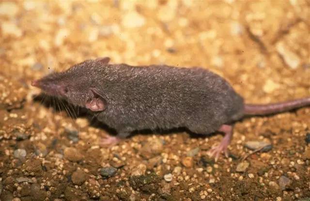 台湾灰鼩鼱      书中的冷知识随处可见,大多跟词源,历史和文化