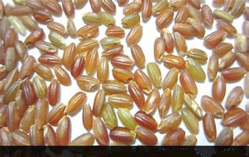 我国海水稻试种成功 亩产300斤