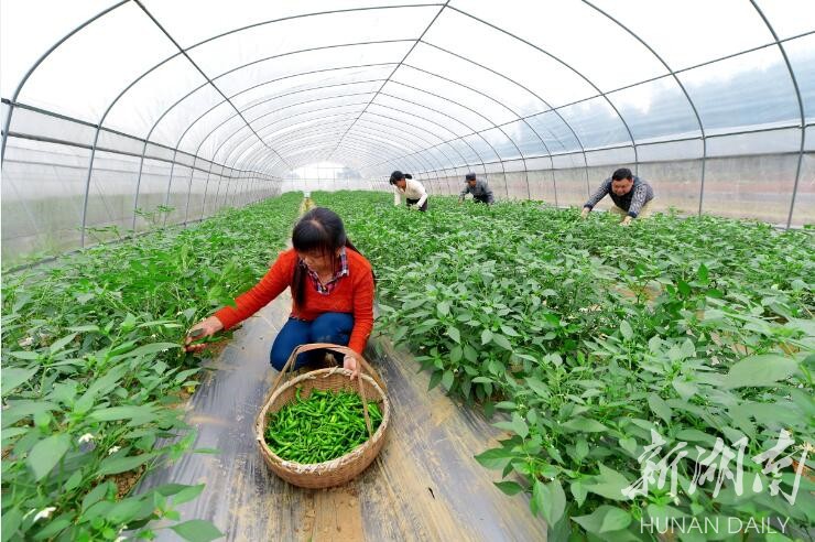 樟树港辣椒,左宗棠的脾气