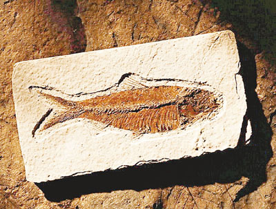 诗歌日记丨奇石馆——感悟·日记:2016·12·25