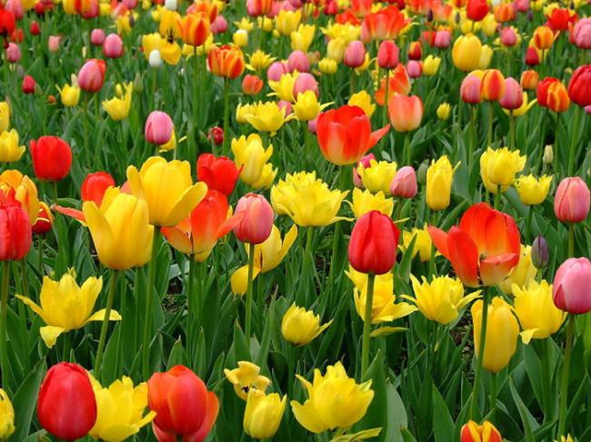 湖南省植物园邀你一起造郁金香花海