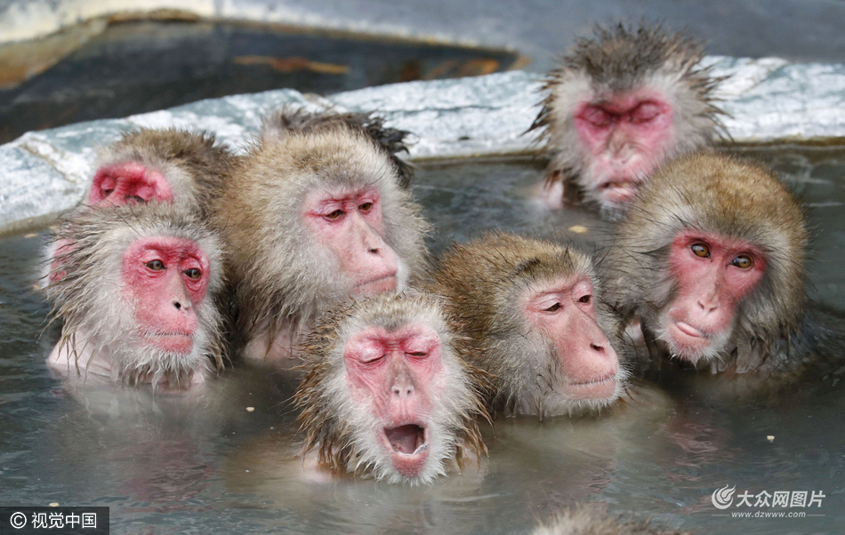 日本猕猴泡露天温泉 表情销魂惹人笑