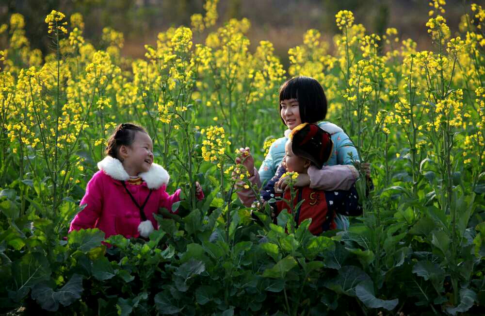 2017年1月27日,小朋友在湖南省常宁市洋泉镇新石井村田间拍摄油菜花.