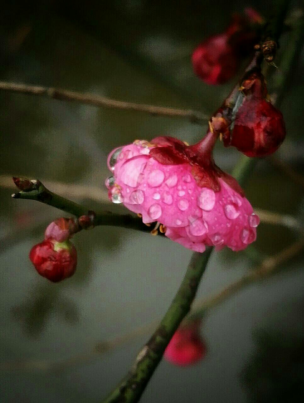 雨中的梅花