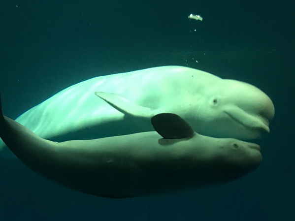 看白鲸公主 赏水下舞龙 长沙海底世界5天接待游客2.5万