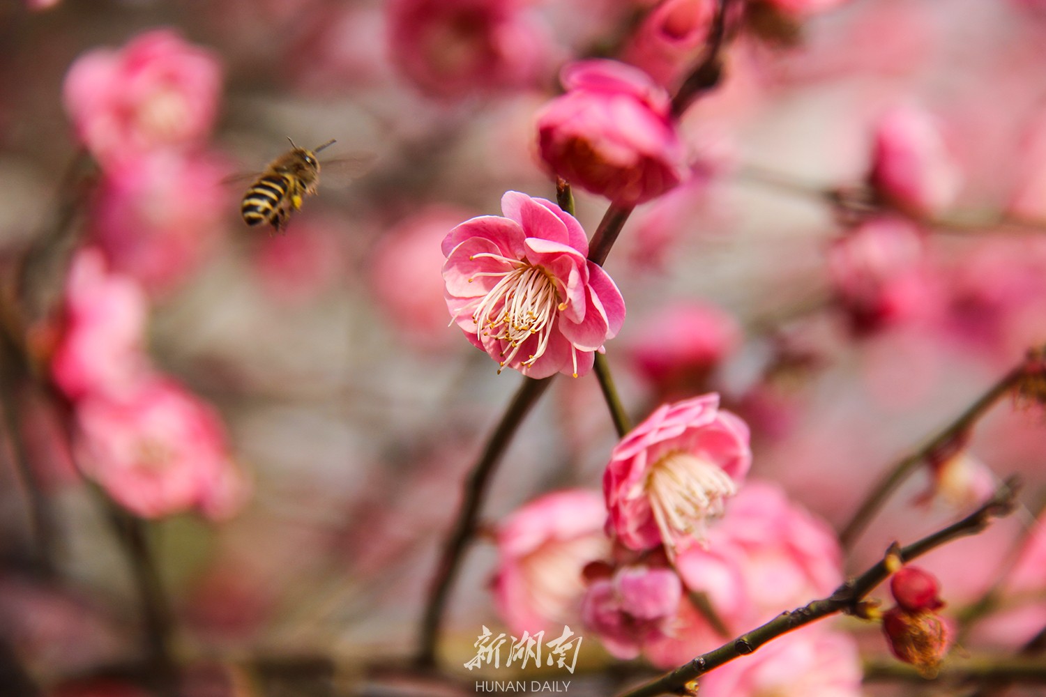 图赏| 《红蜡点花开》