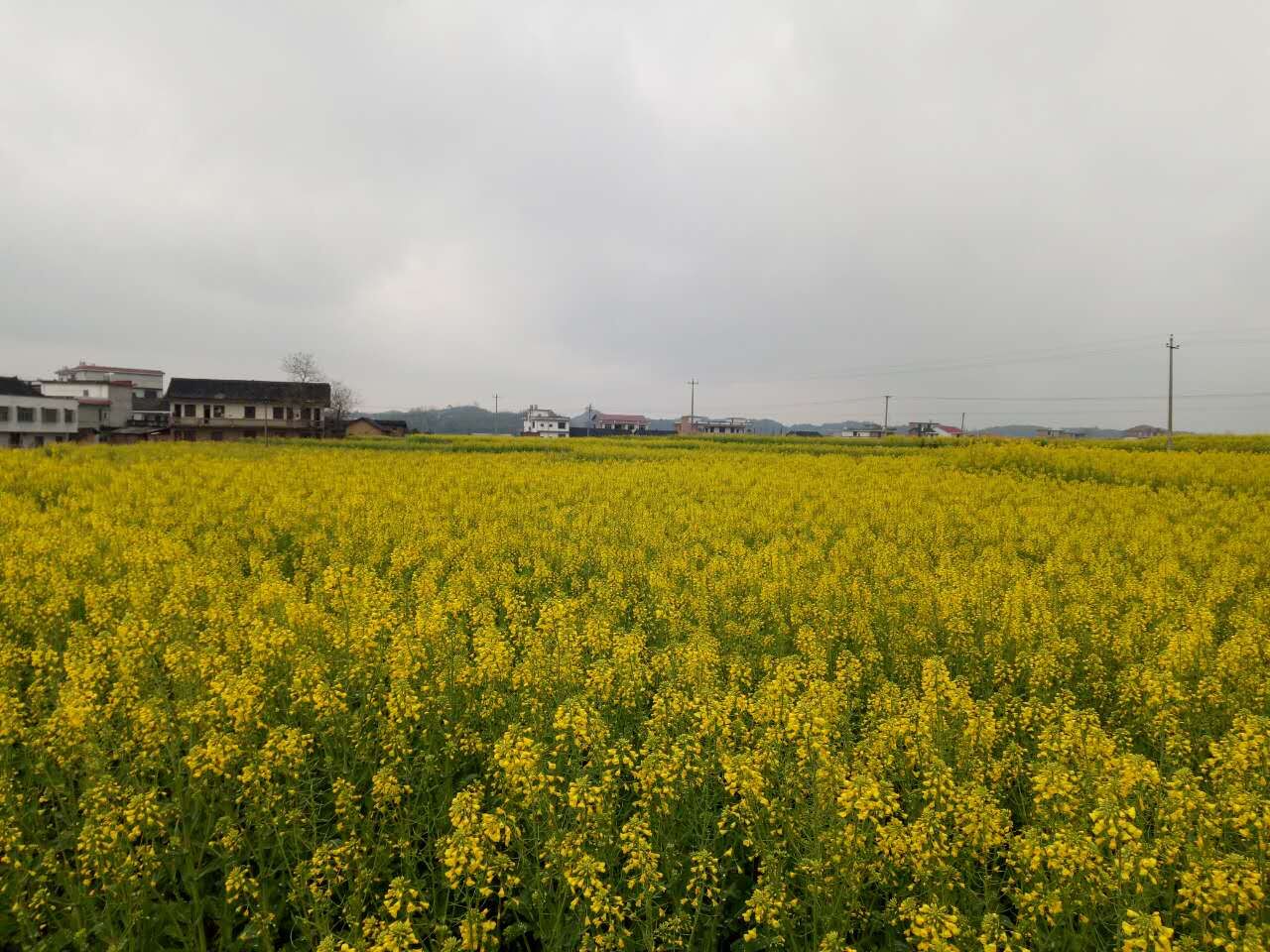 近期,湖南娄底市双峰县锁石镇万亩油菜基地的油菜花相继绽放,绵延