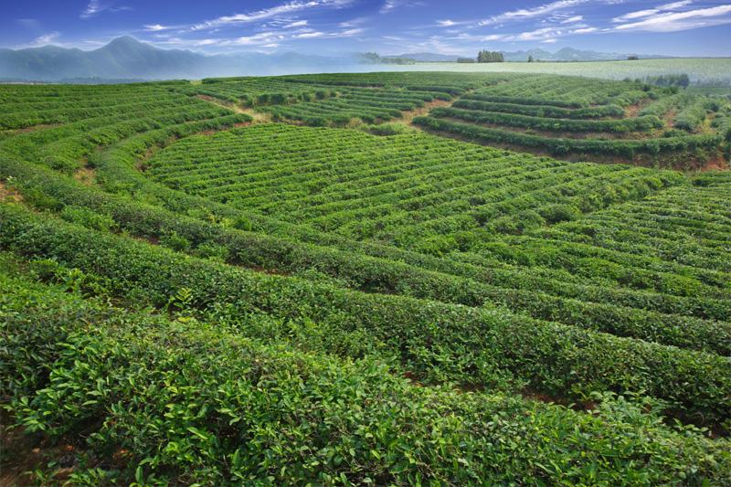 湘茶实现了全行业盈利，年综合产值逾600亿元