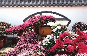三月，女人与花一起过节