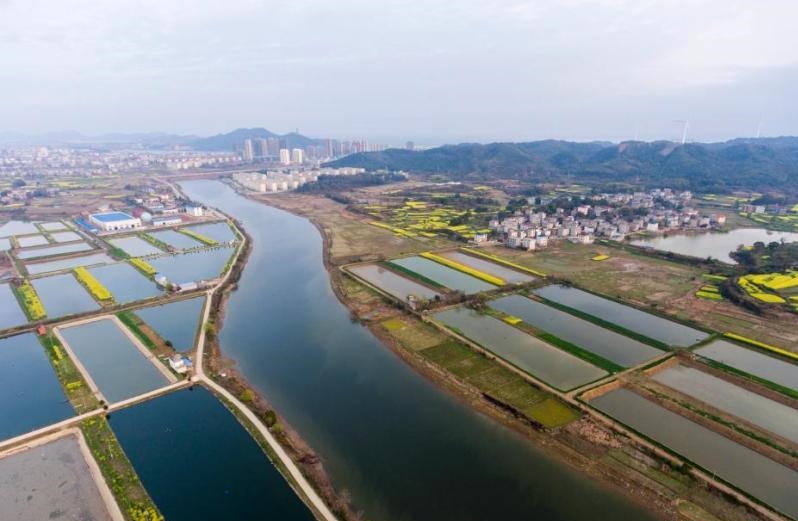 航拍赣鄱大地 黄花飞舞春水春满池